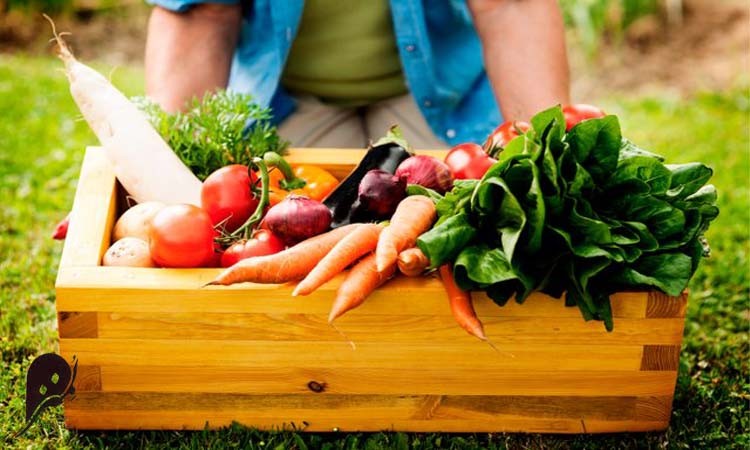 چرا باید از مواد ارگانیک در رژیم غذایی استفاده کنیم؟ 2 اهمیت استفاده از محصولات ارگانیک